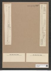 Synedra sp. (de-Toni-Nr.: Genus 66) Zeichnungen Sammlung Grunow Nr. 5382 (NHMW-BOT-W0373809)